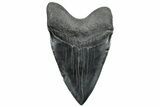 Huge, Fossil Megalodon Tooth - South Carolina #297416-2